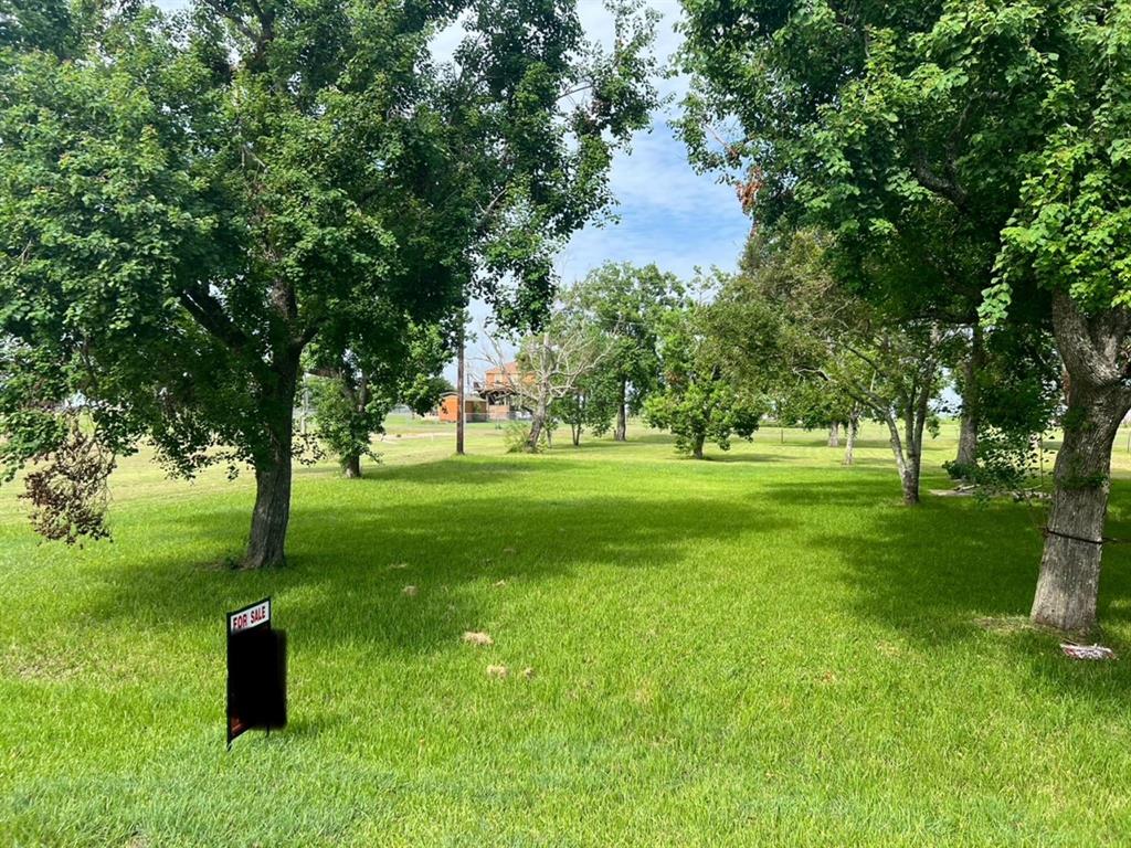 a park with lots of trees