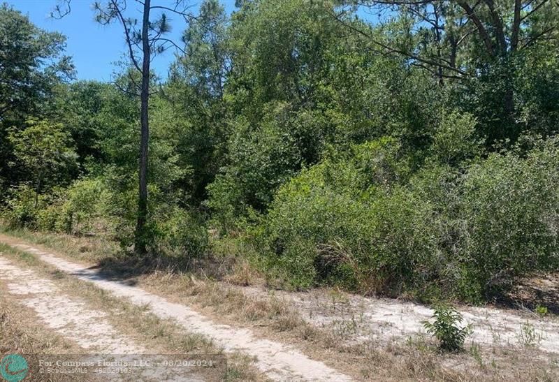 a view of a forest with trees in front of it