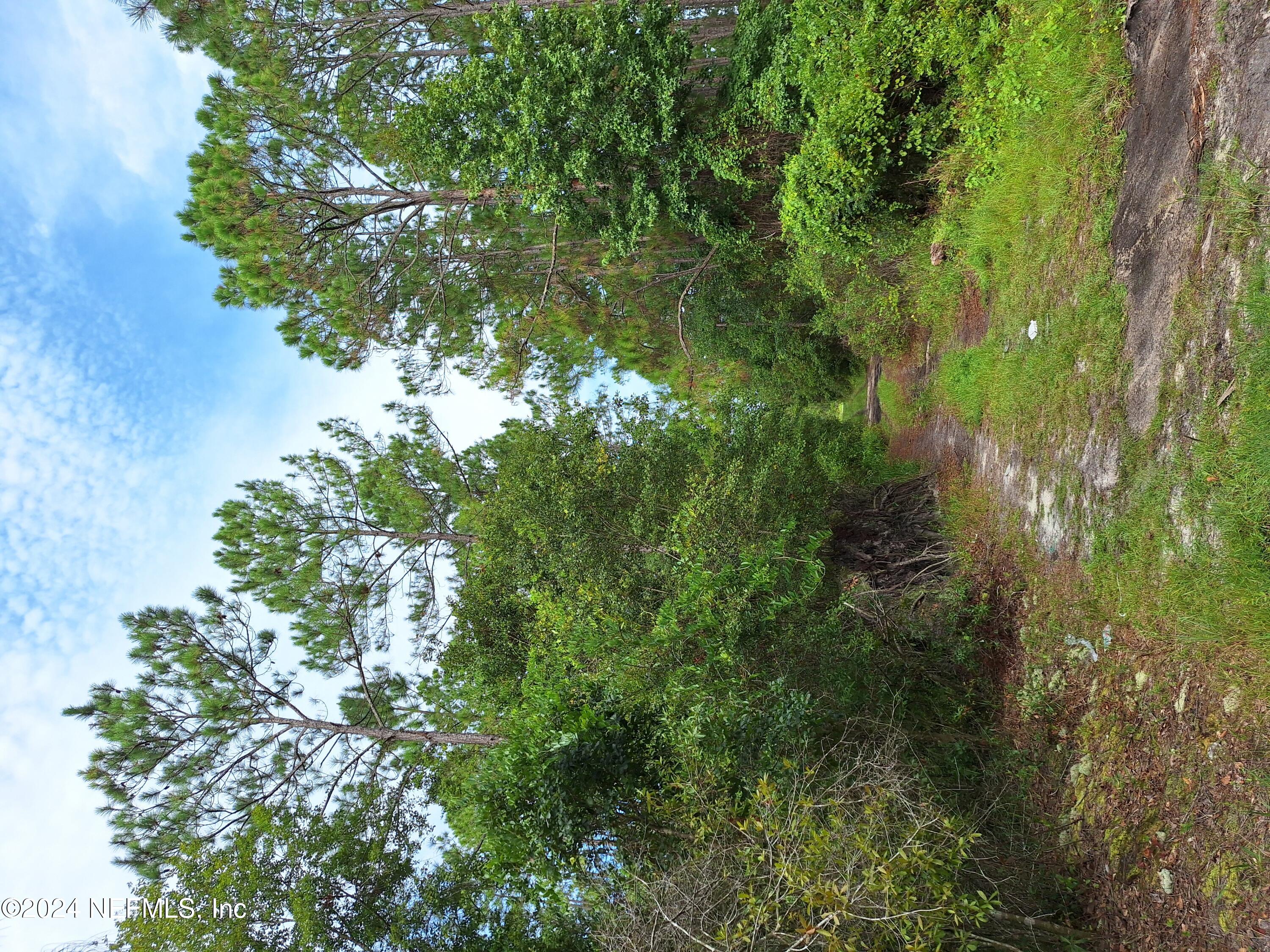 a view of a lush green forest