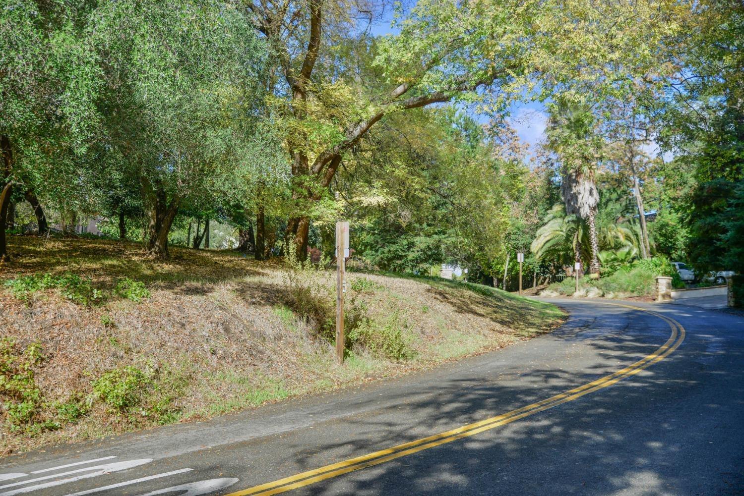 a view of a yard with plants and trees