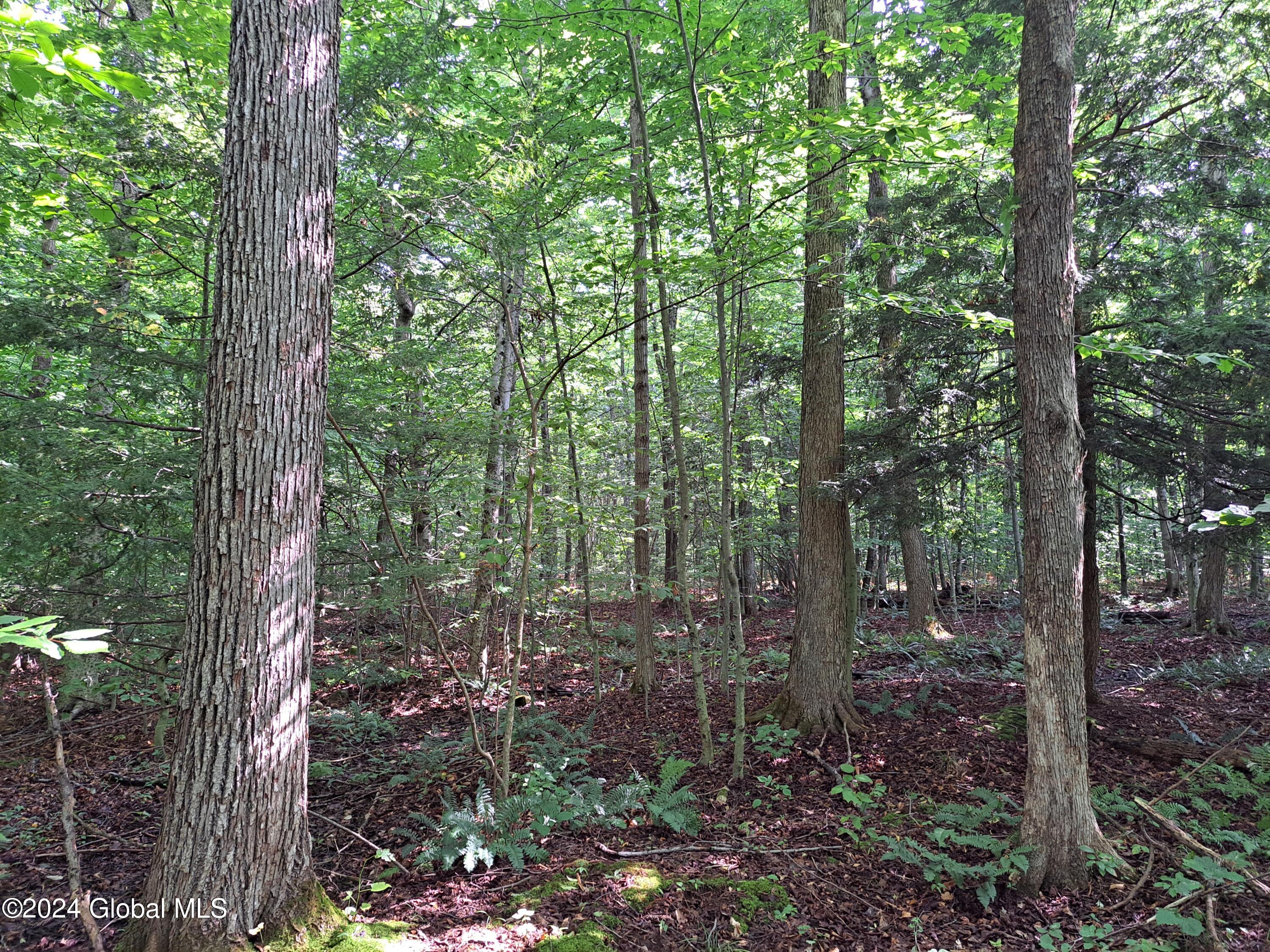 01 Mature Basswood and Hornbeam