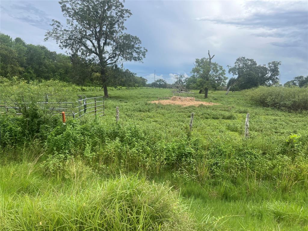 a view of a lush green space