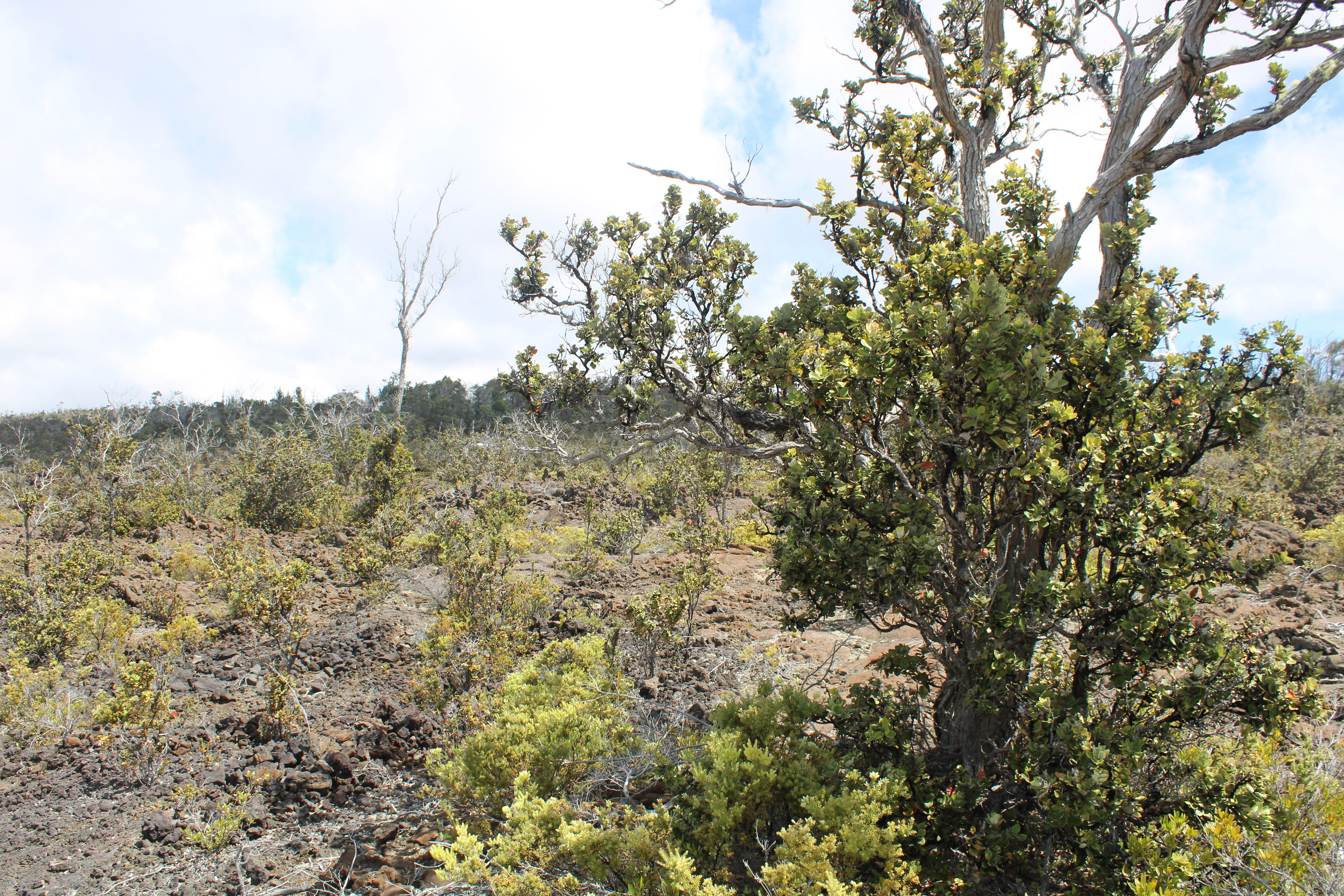 a view of a forest with lots of trees