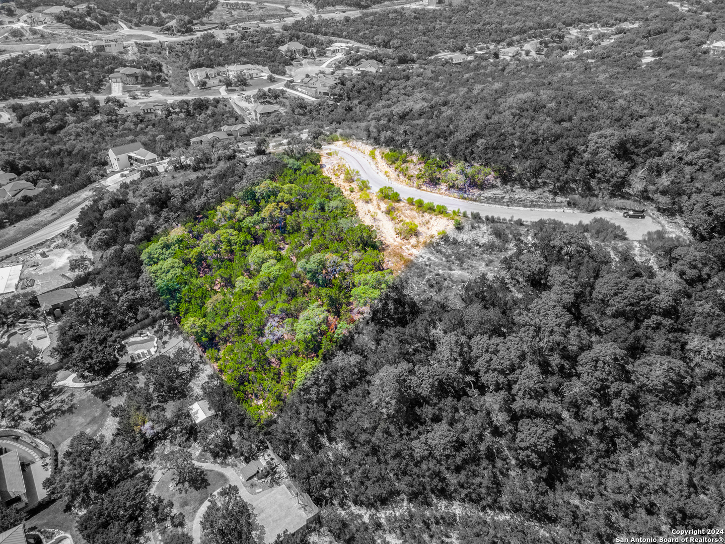 a view of a forest with a tree