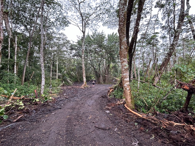 a view of a forest with trees in the background