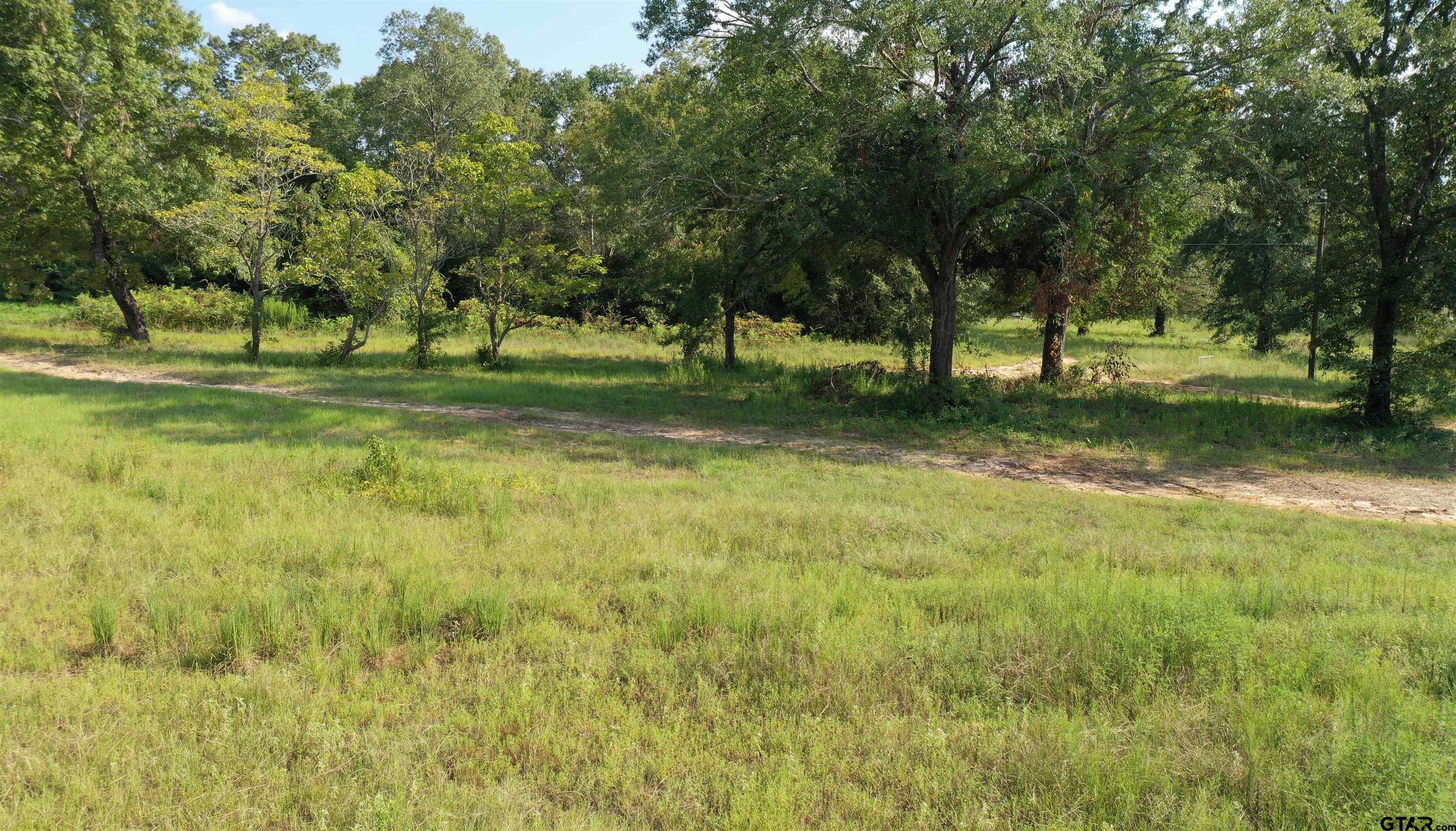 a view of a trees in a yard