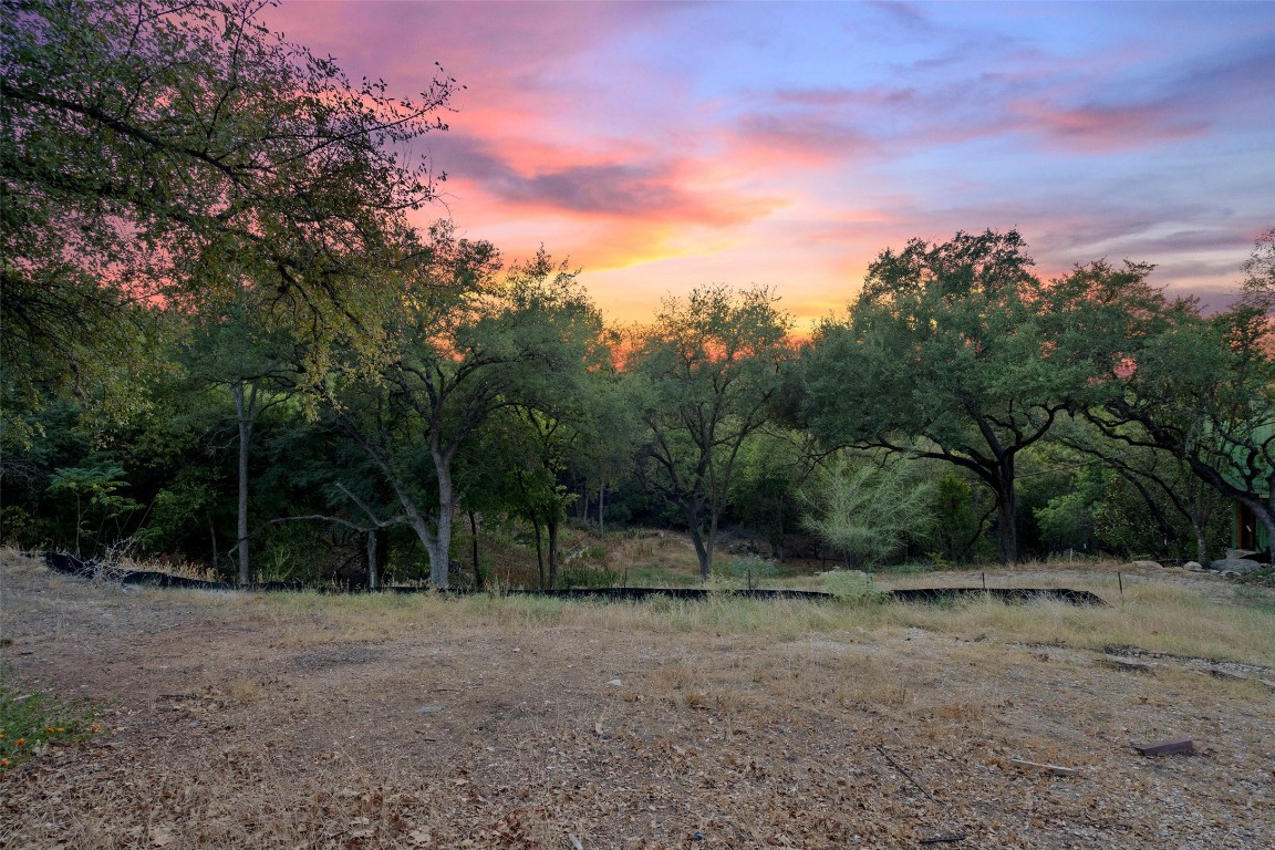 a view of a forest with trees in the background