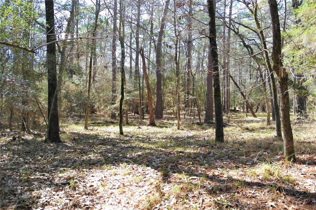 a view of a tree in the forest