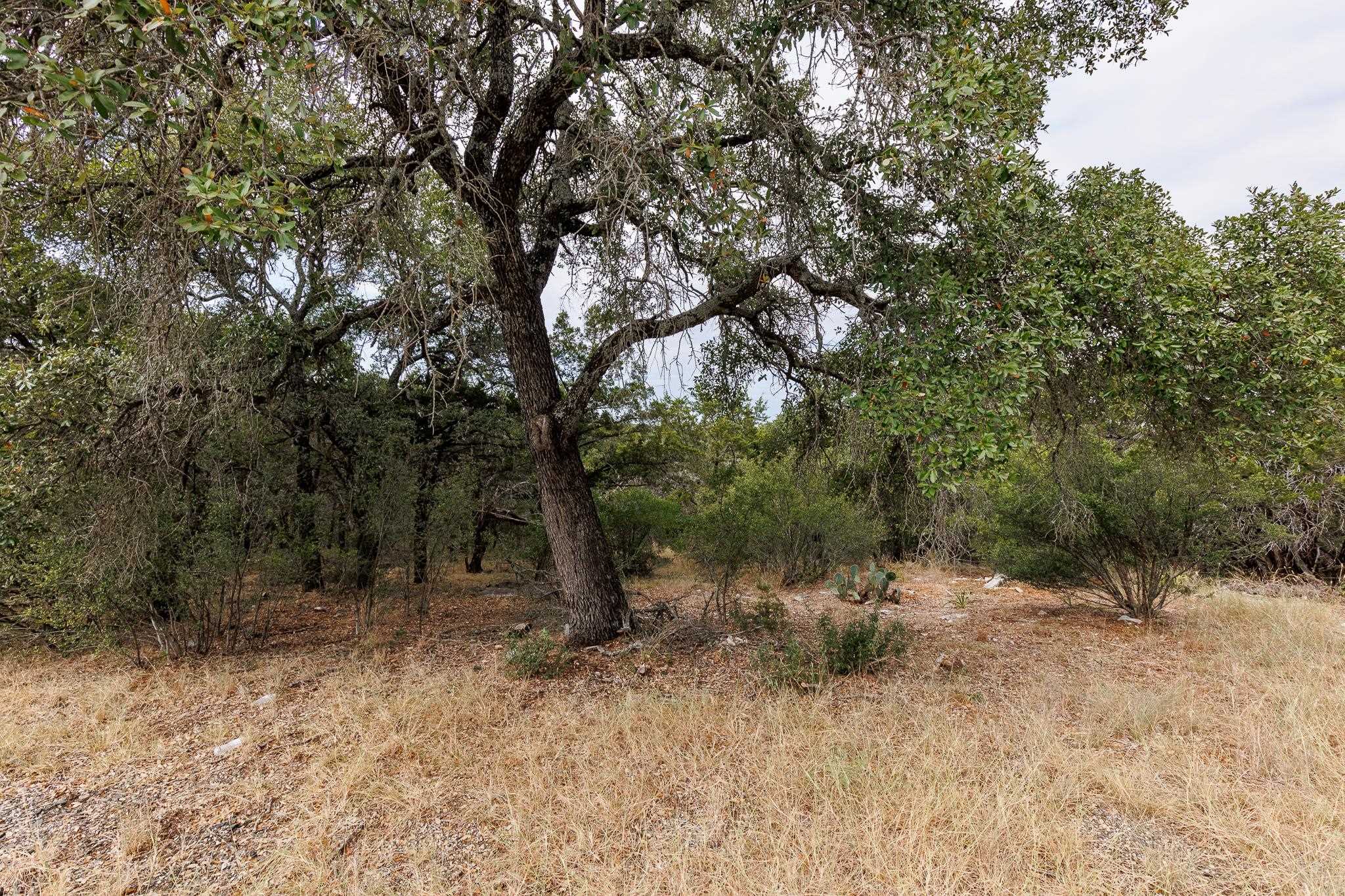 a view of a forest with trees in the background