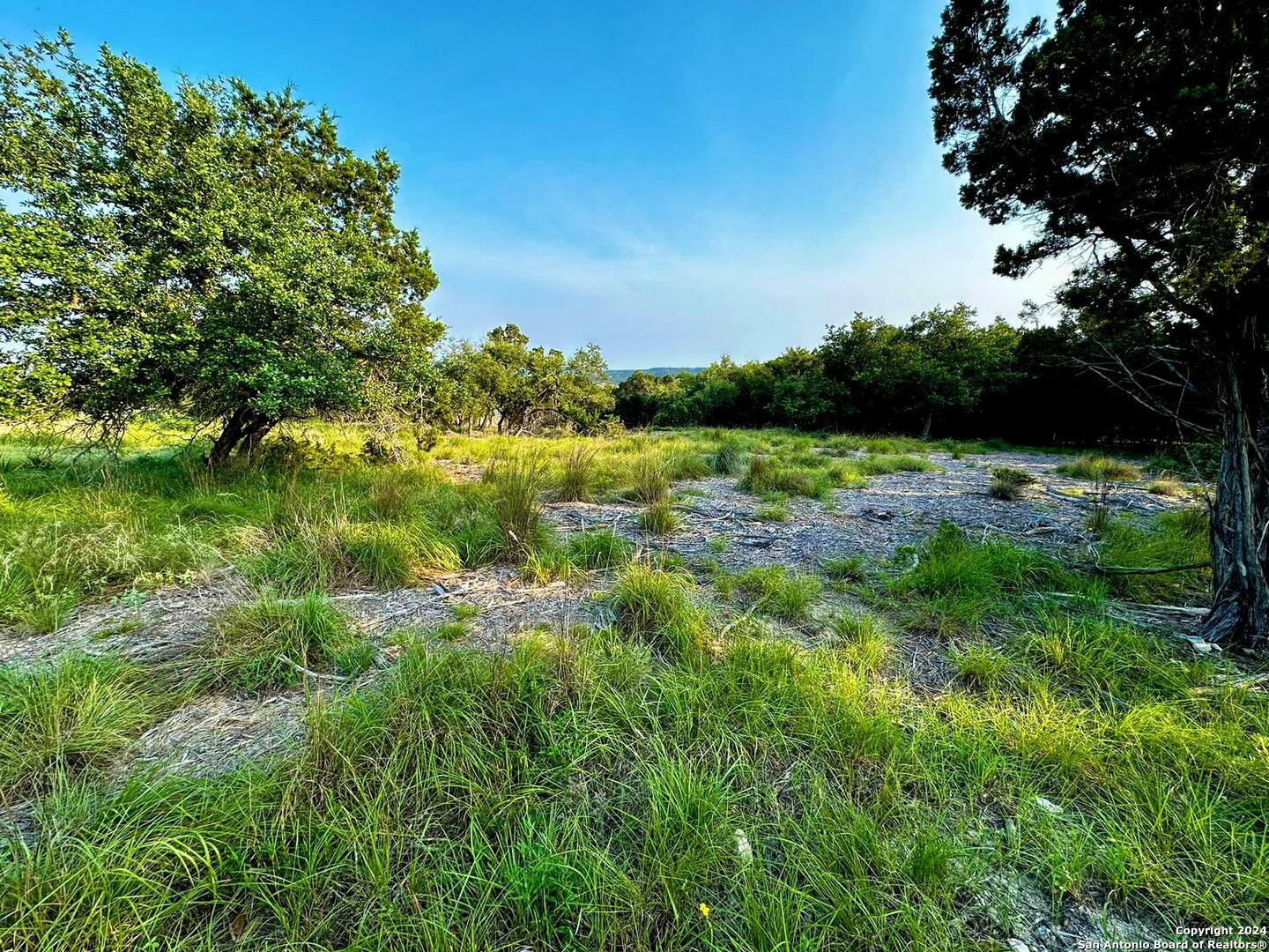 a view of a lush green space