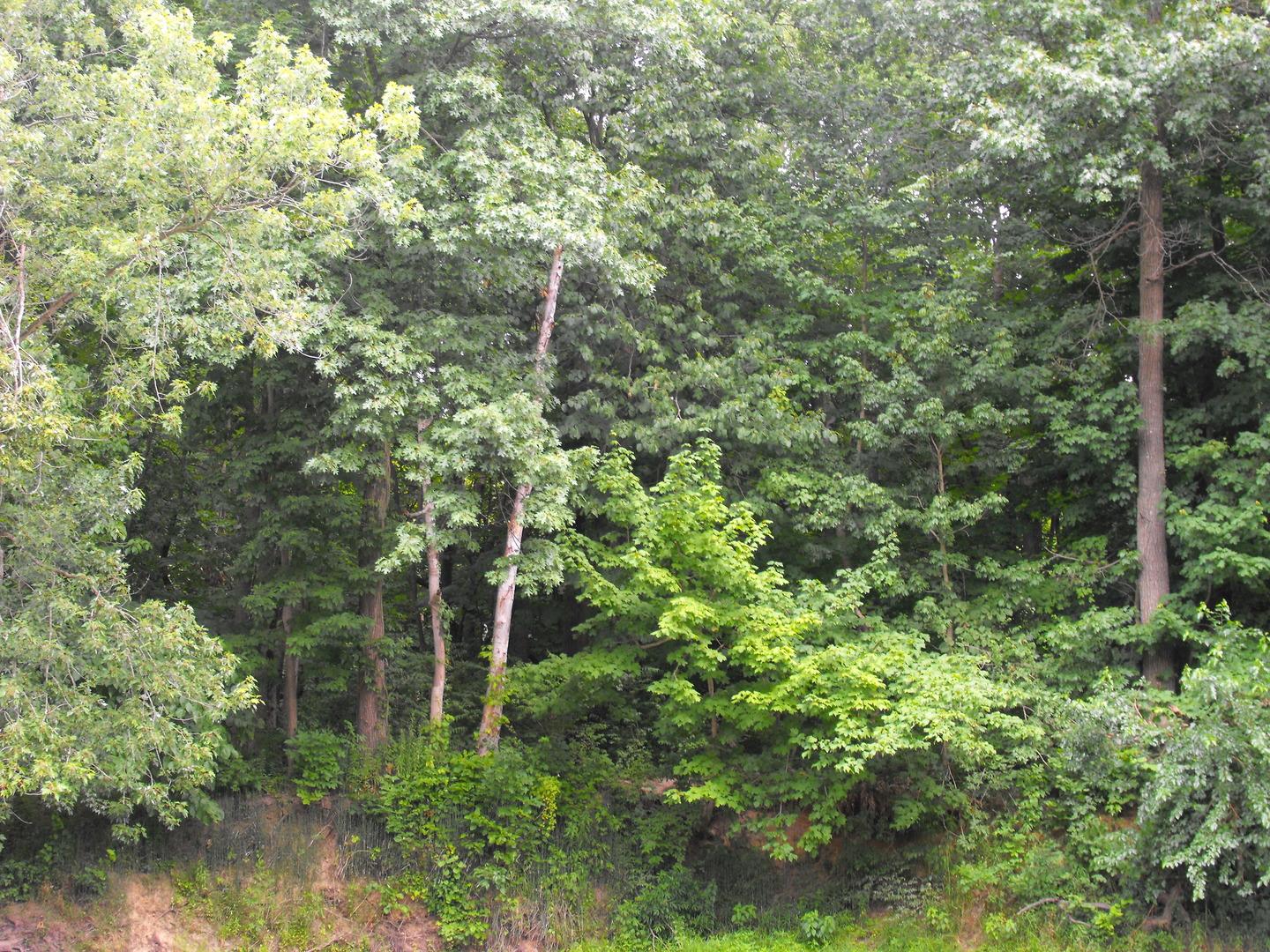 a view of a forest with a tree