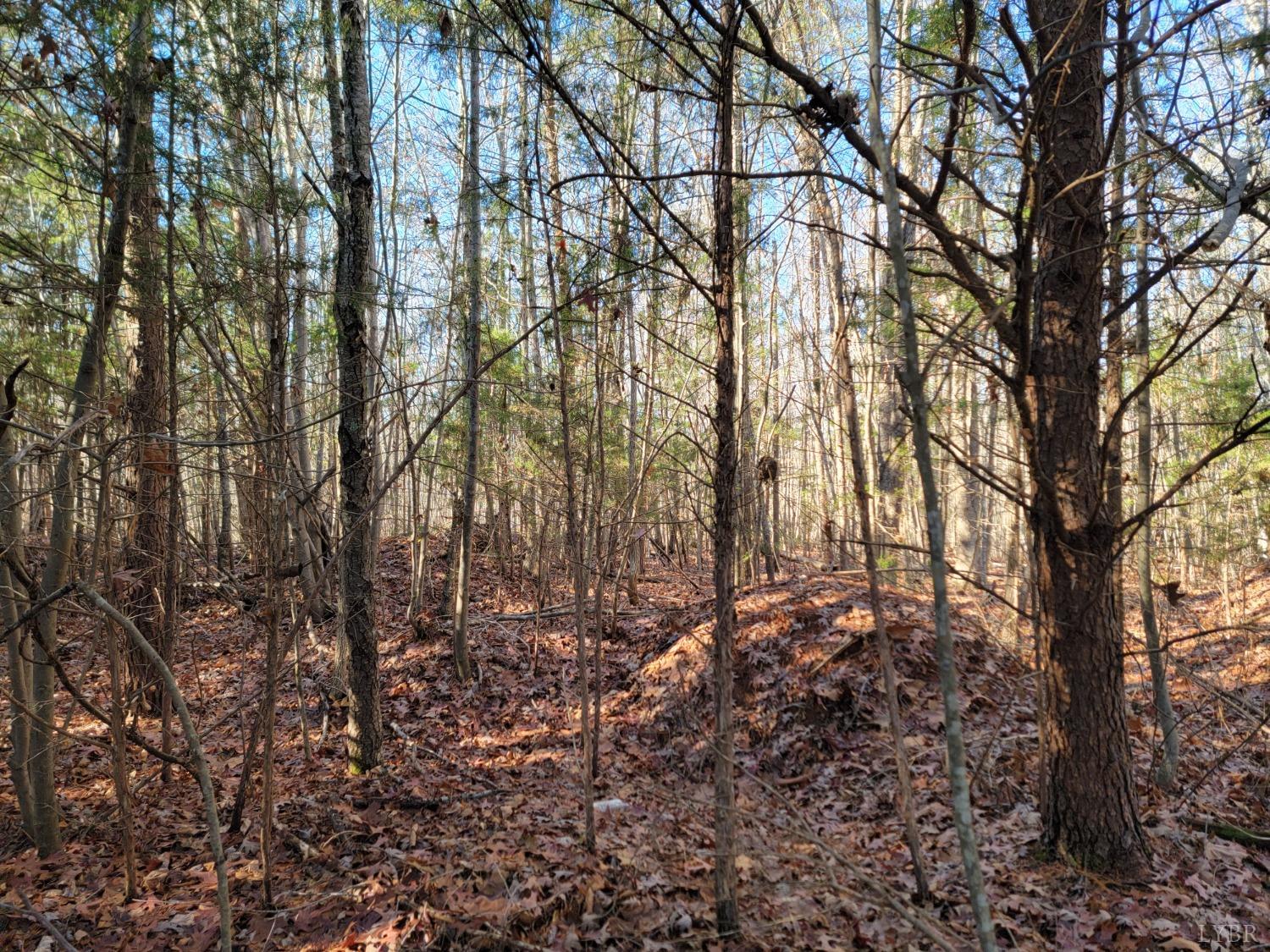 a view of forest