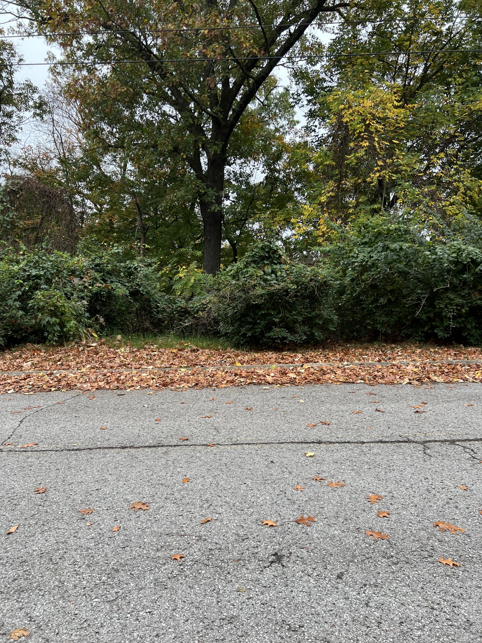 a view of a yard with a tree