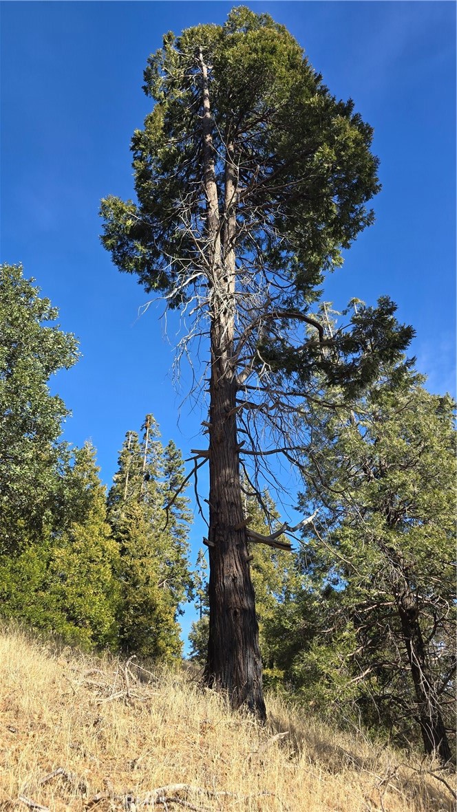 a view of a tree in a yard