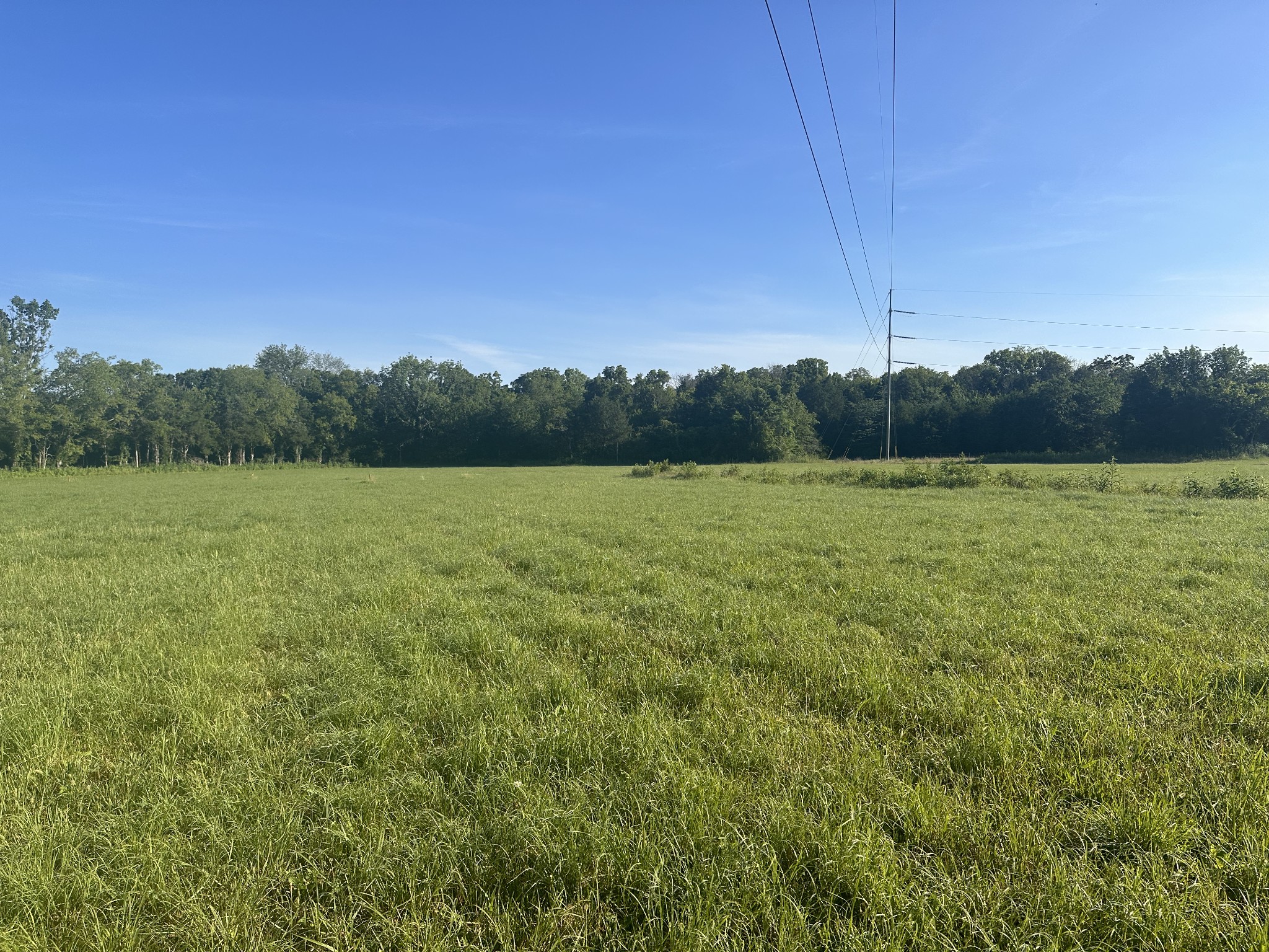 a view of a field with a tree