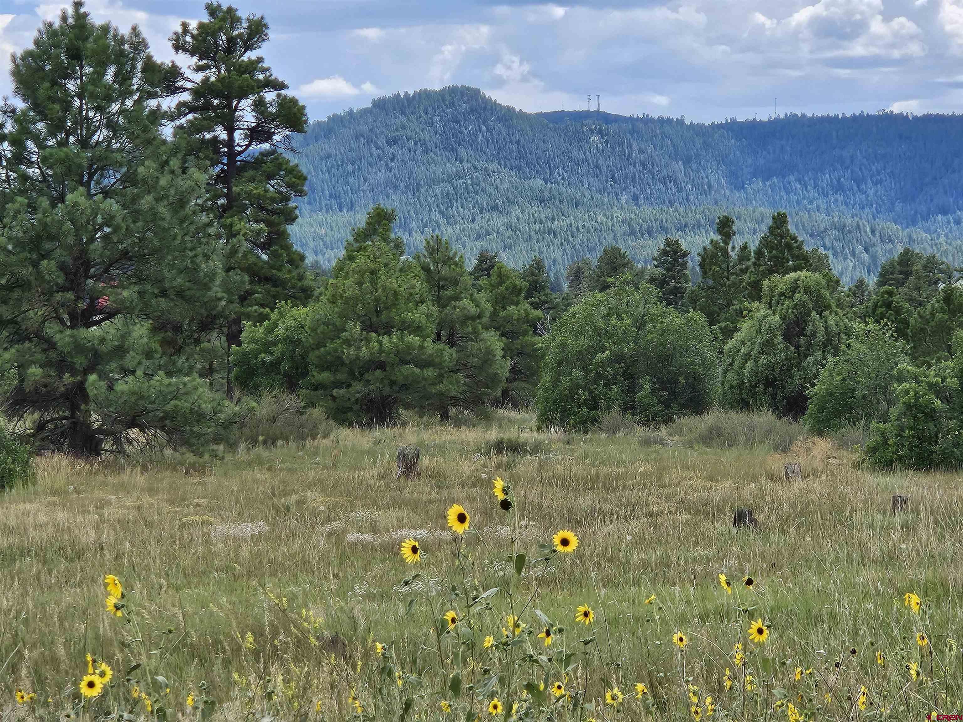 a view of a bunch of trees and bushes