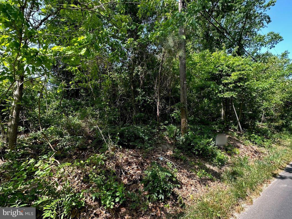 a view of a forest with a tree