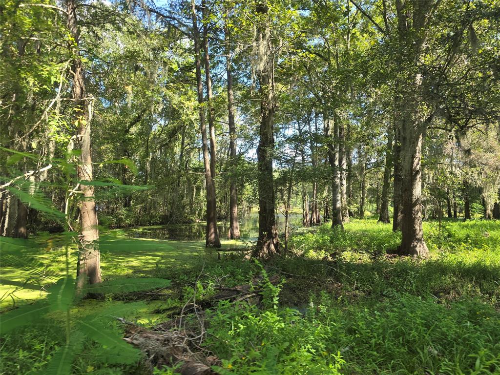 a big yard with lots of green space and trees