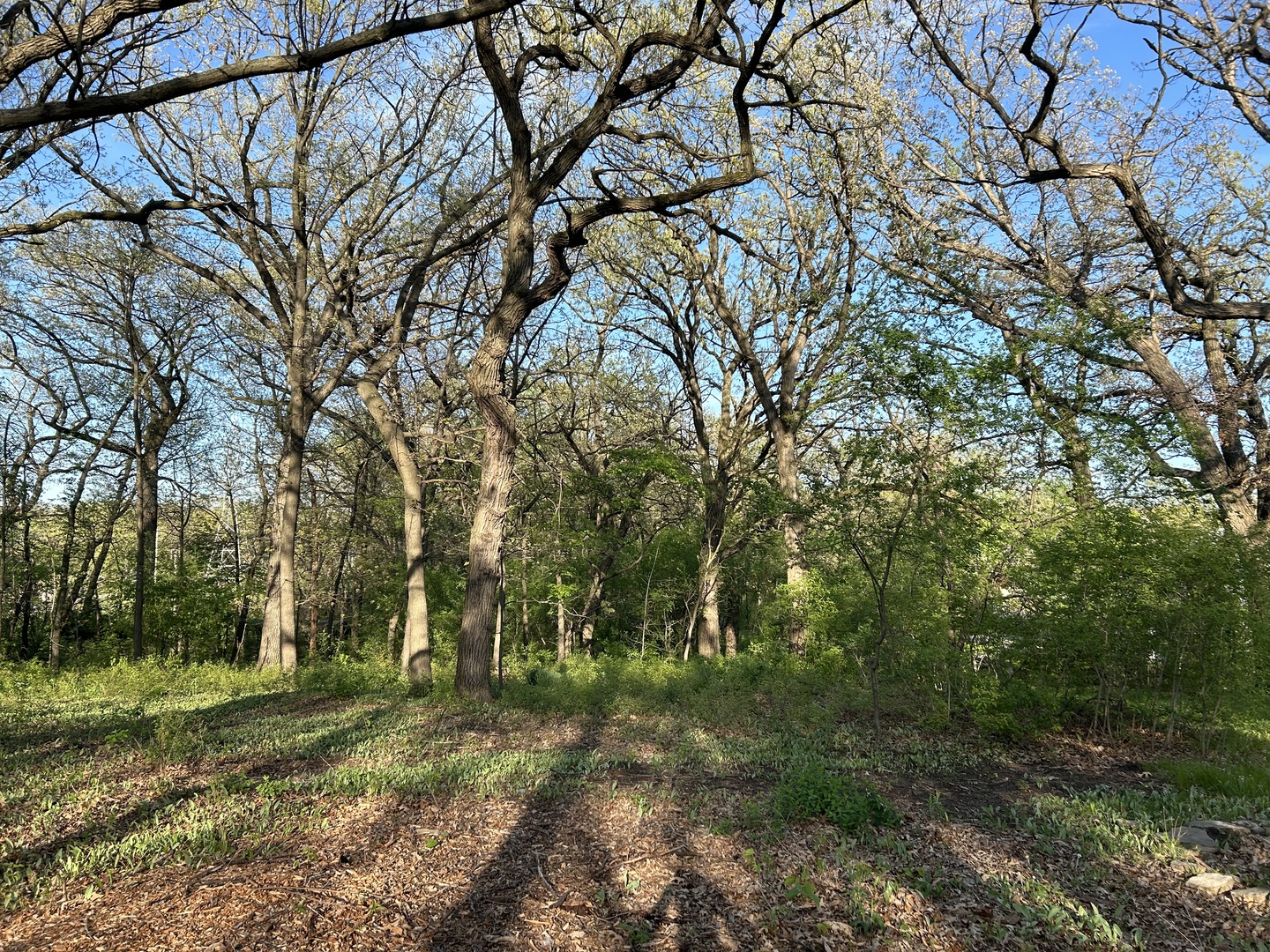 a big yard with lots of green space and trees