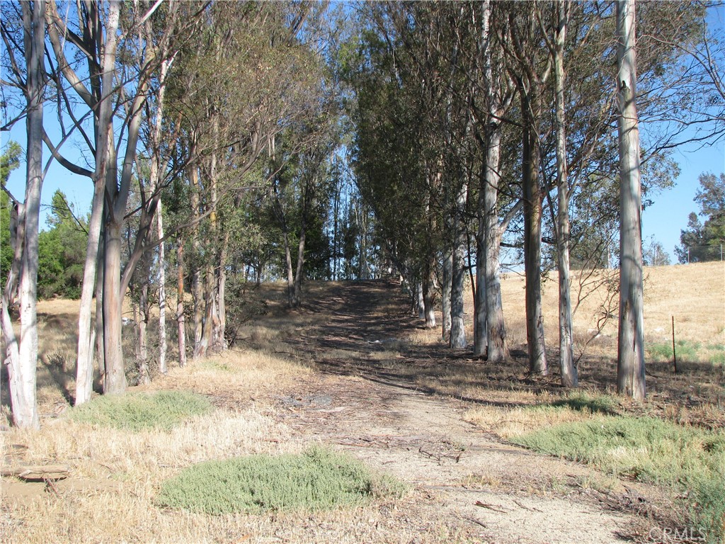 a view of yard with trees