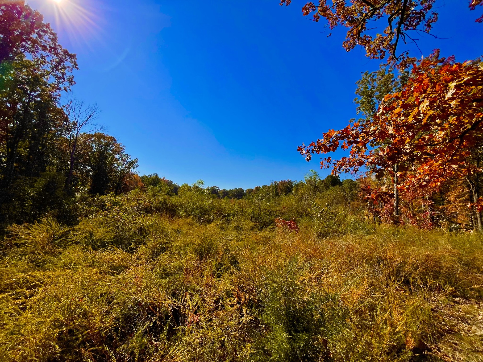 a view of a field