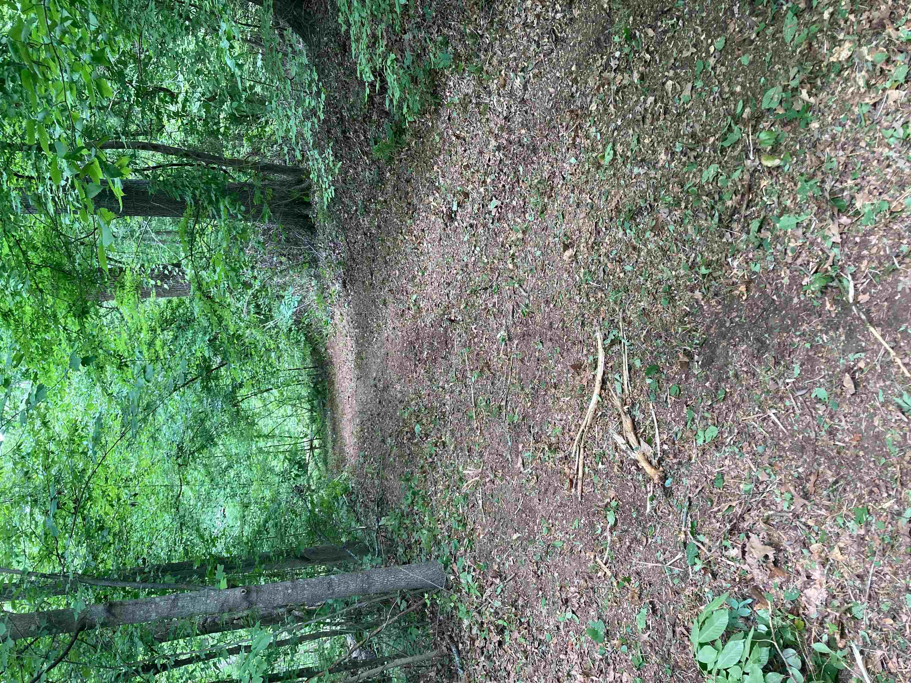 a view of a yard with a trees