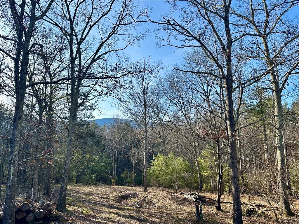 a view of a forest filled with trees