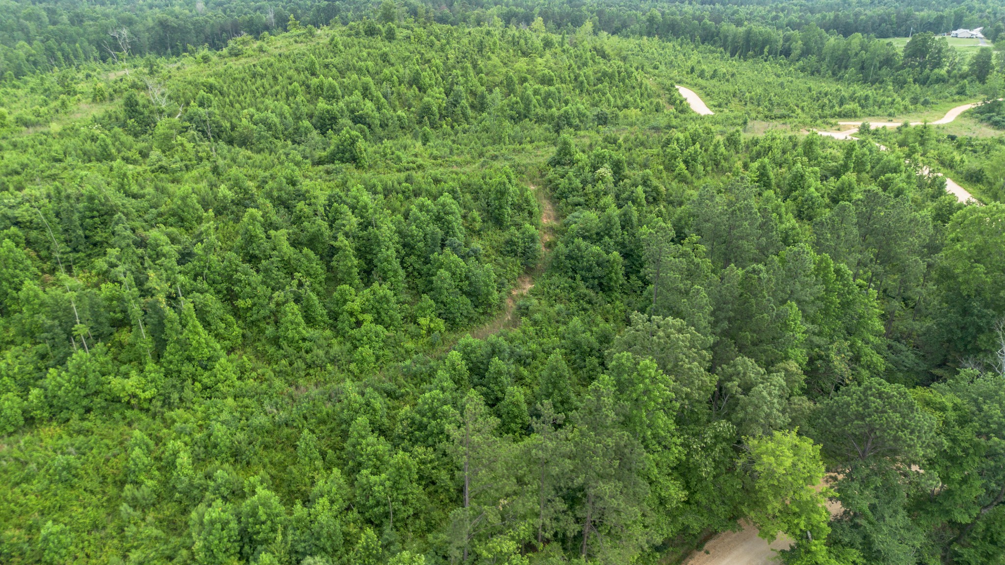 a view of a lush green forest