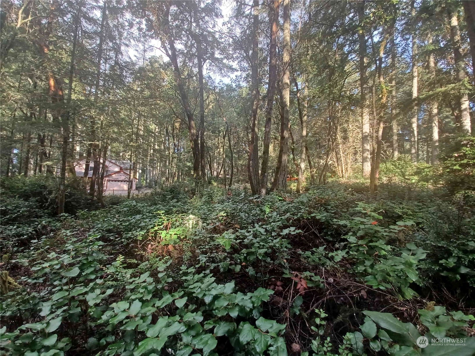 a backyard of a building with lots of trees