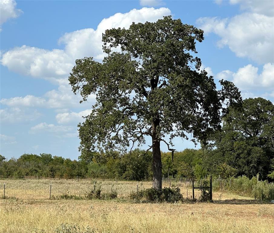 a view of a lake in between two trees