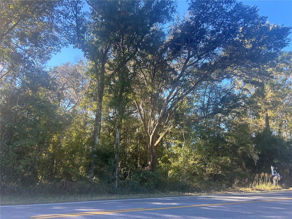 a view of a yard from a tree