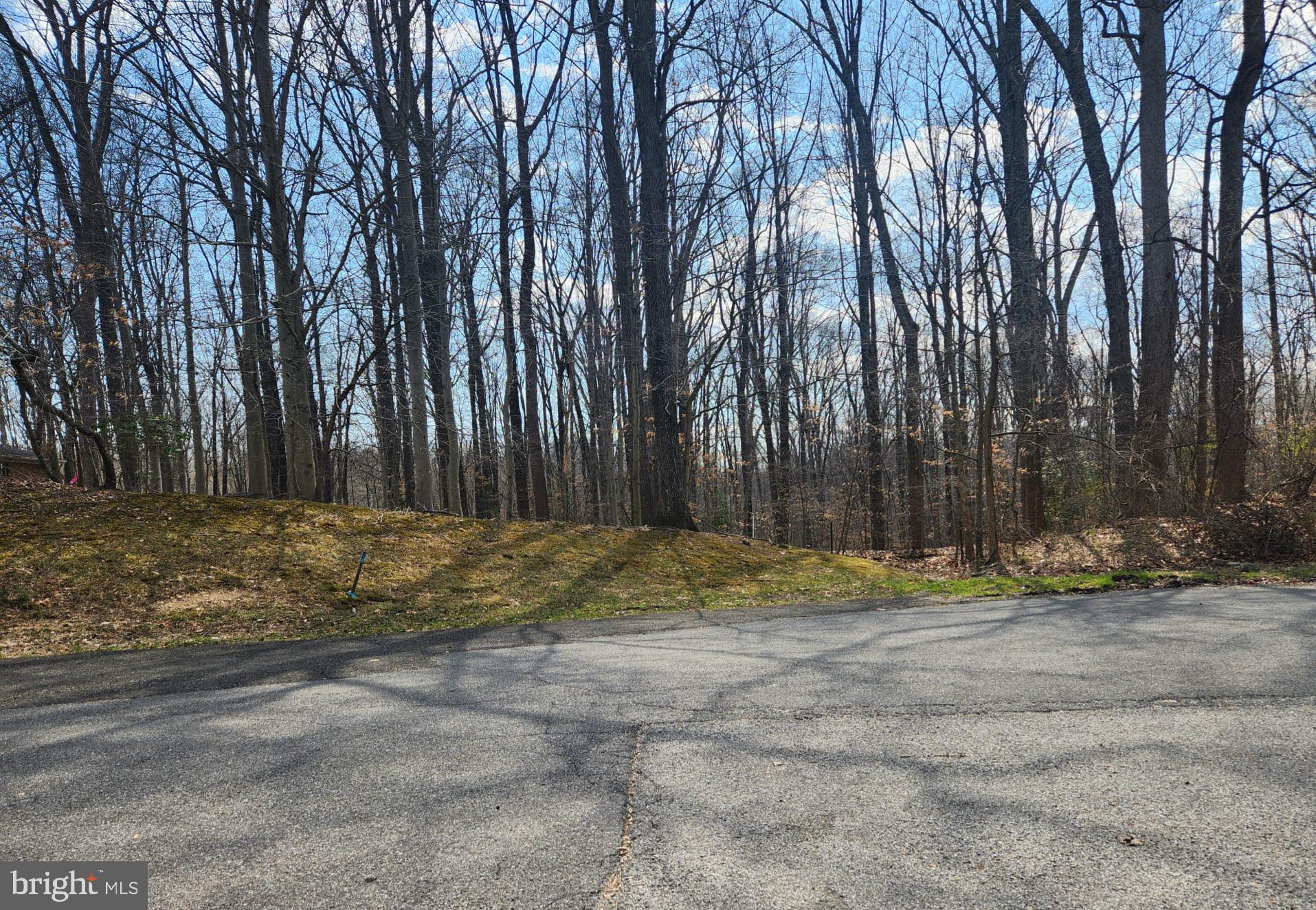 a view of dirt yard with a large tree