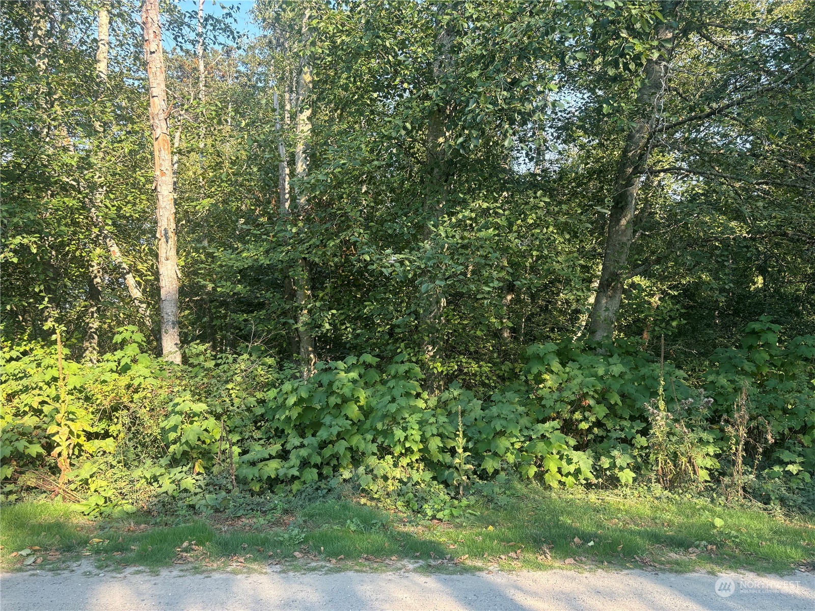 a view of a forest with a tree