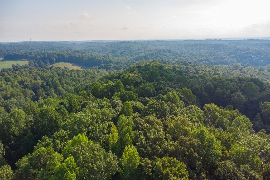 an aerial view of mountain and tree