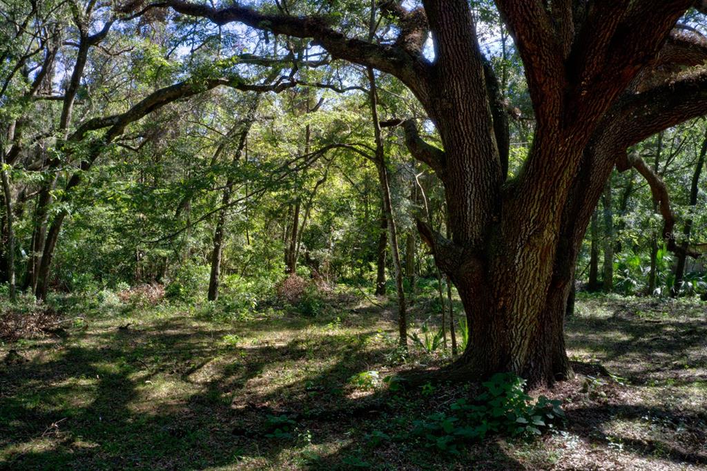 a view of a trees in a yard