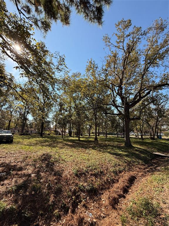 a view of a yard with large trees