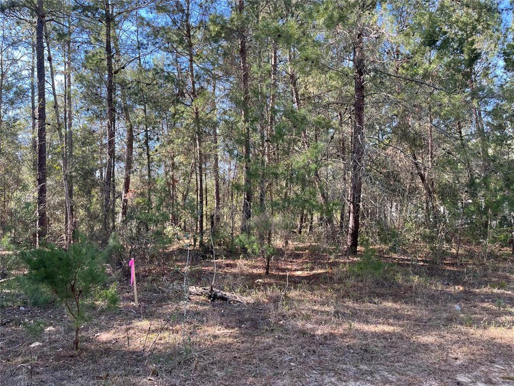 a flag is sitting in the middle of forest