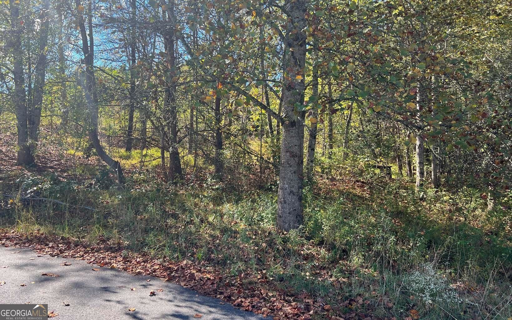 a view of a forest with large trees