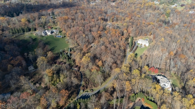 a view of a forest with a tree