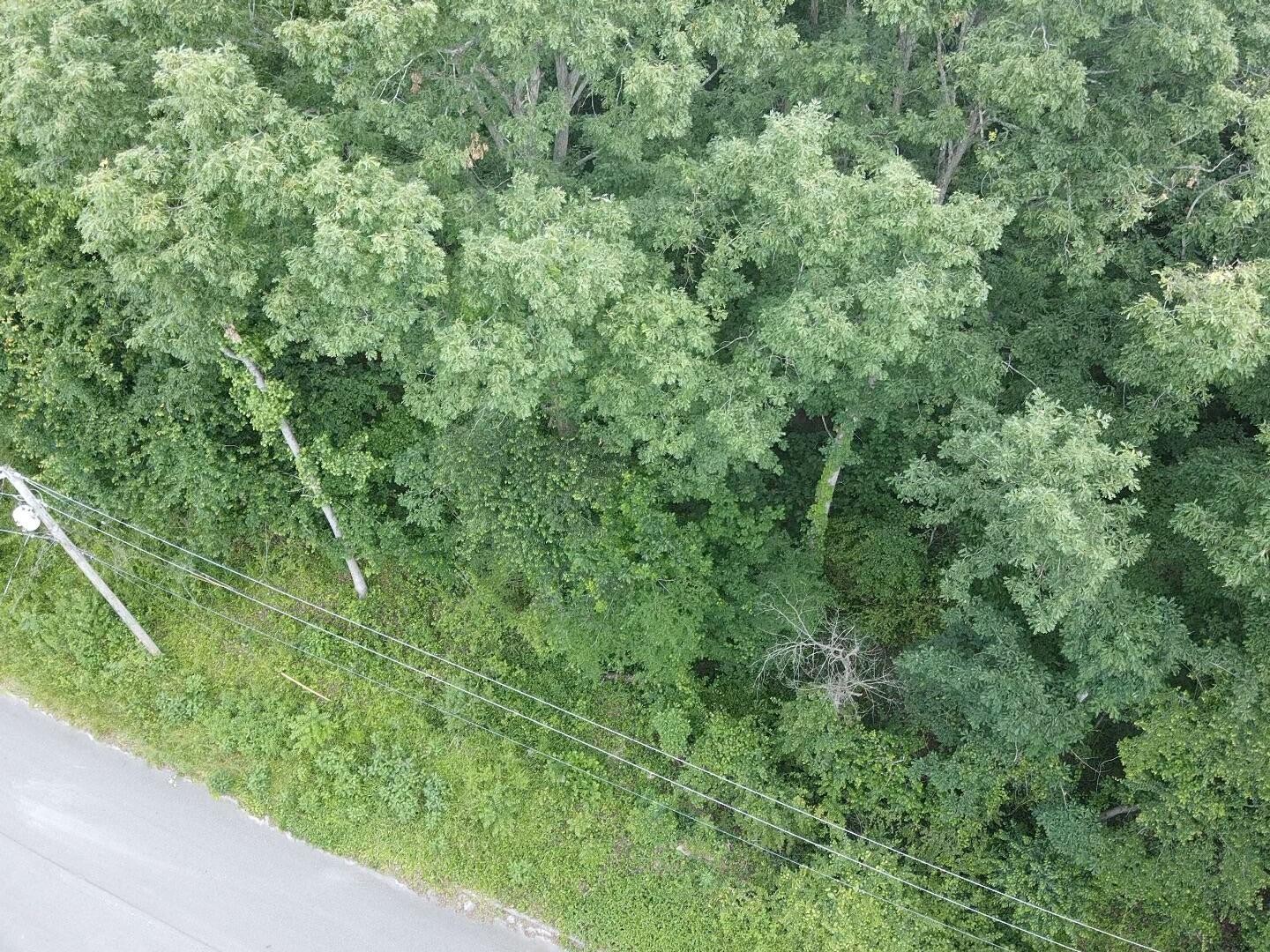 a view of a lush green forest