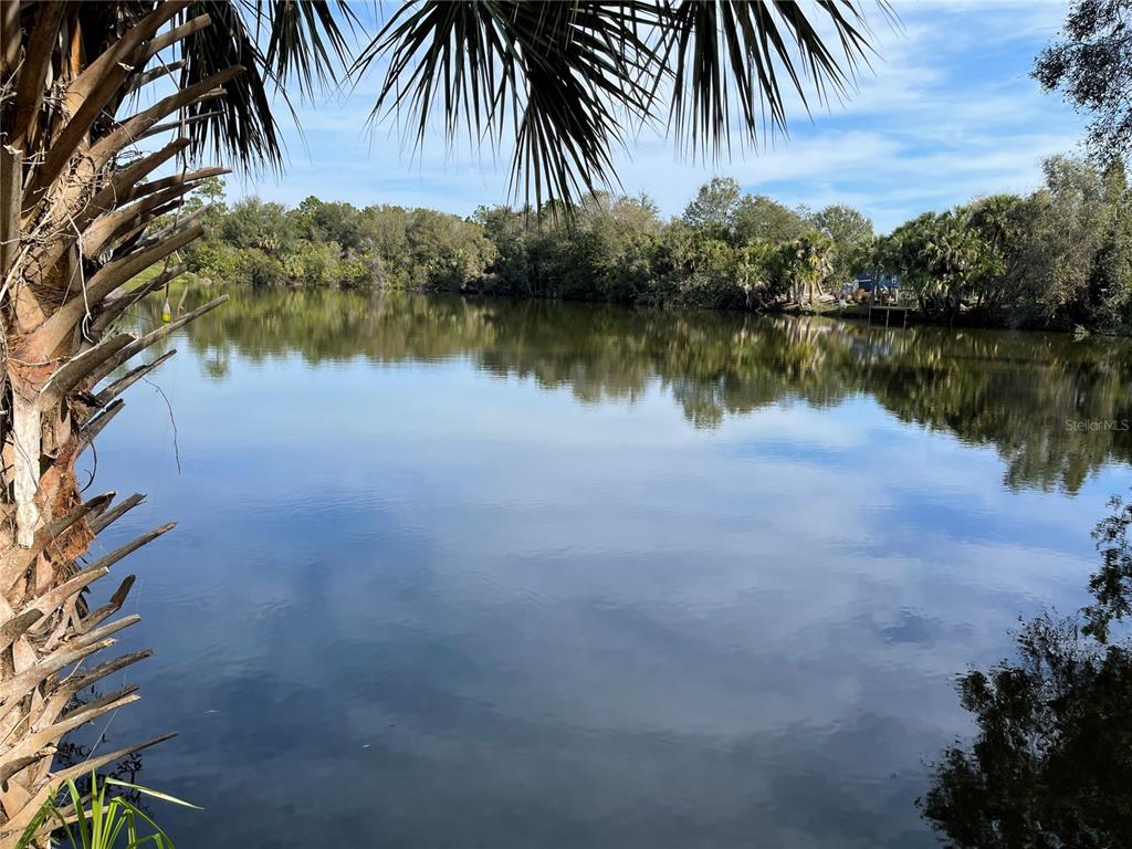 a view of a lake with a palm tree