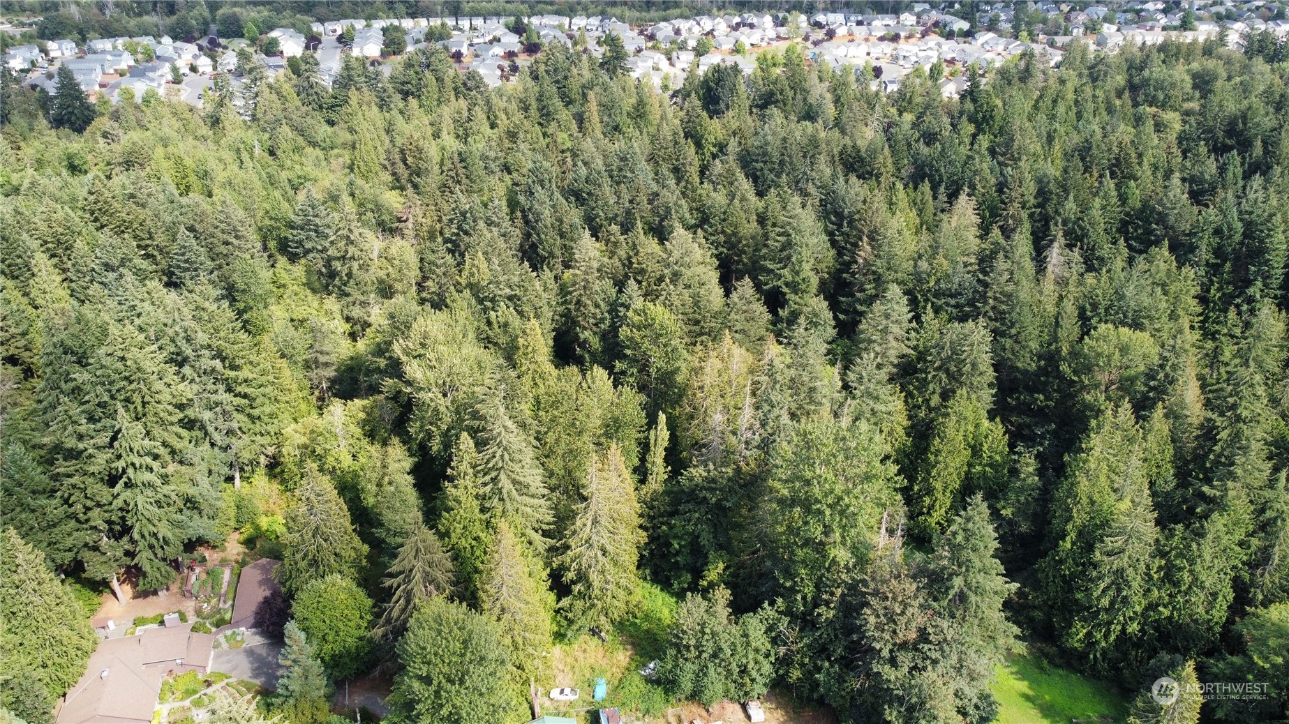 a view of a forest with a tree