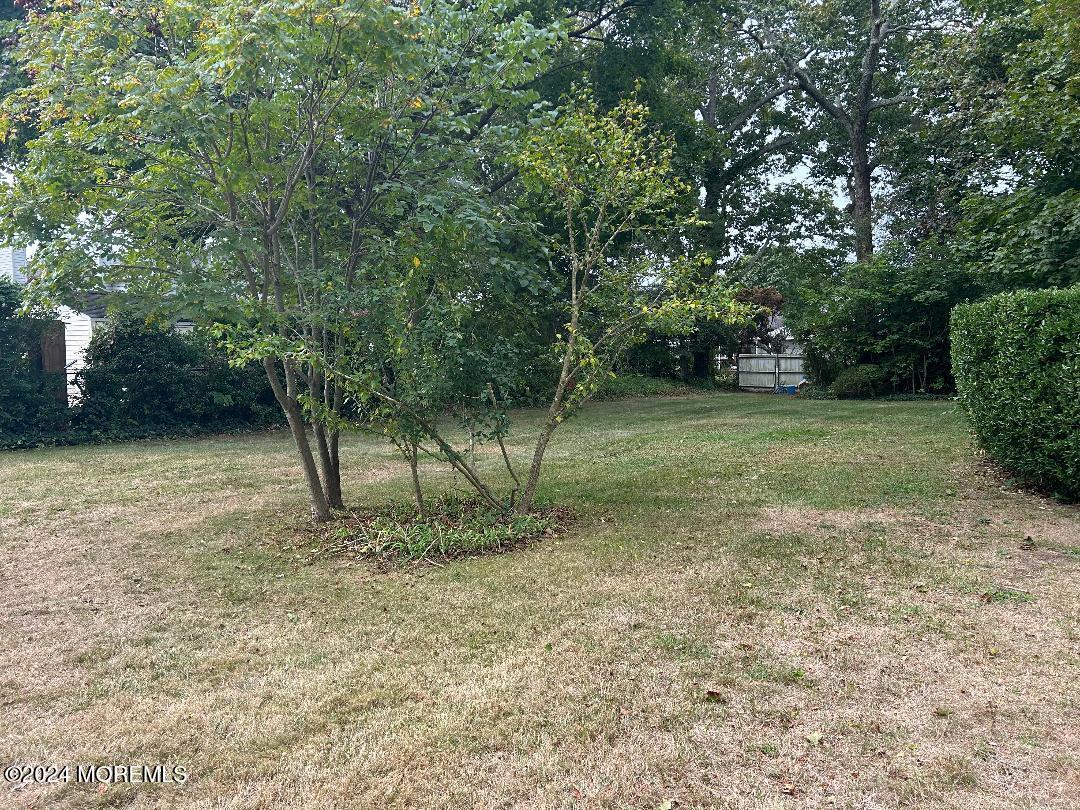 a view of a tree in a yard