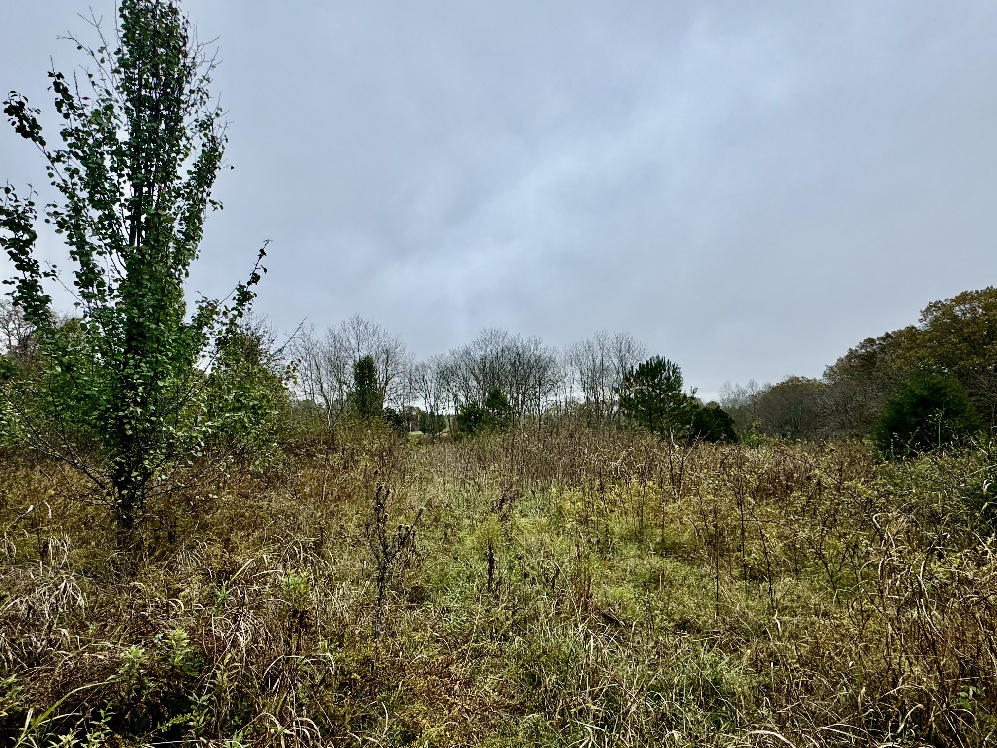 a view of a field of grass and trees