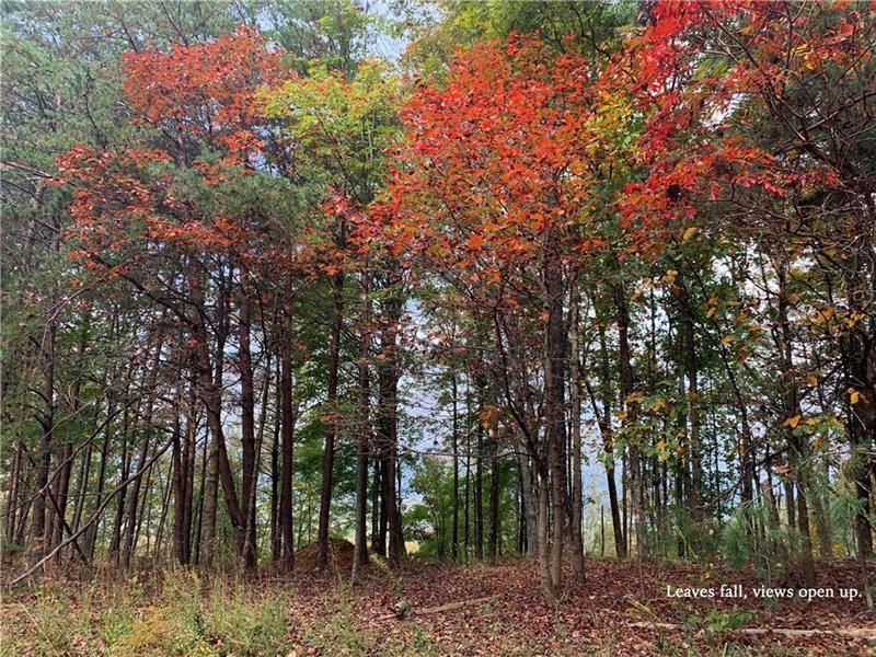 a view of forest