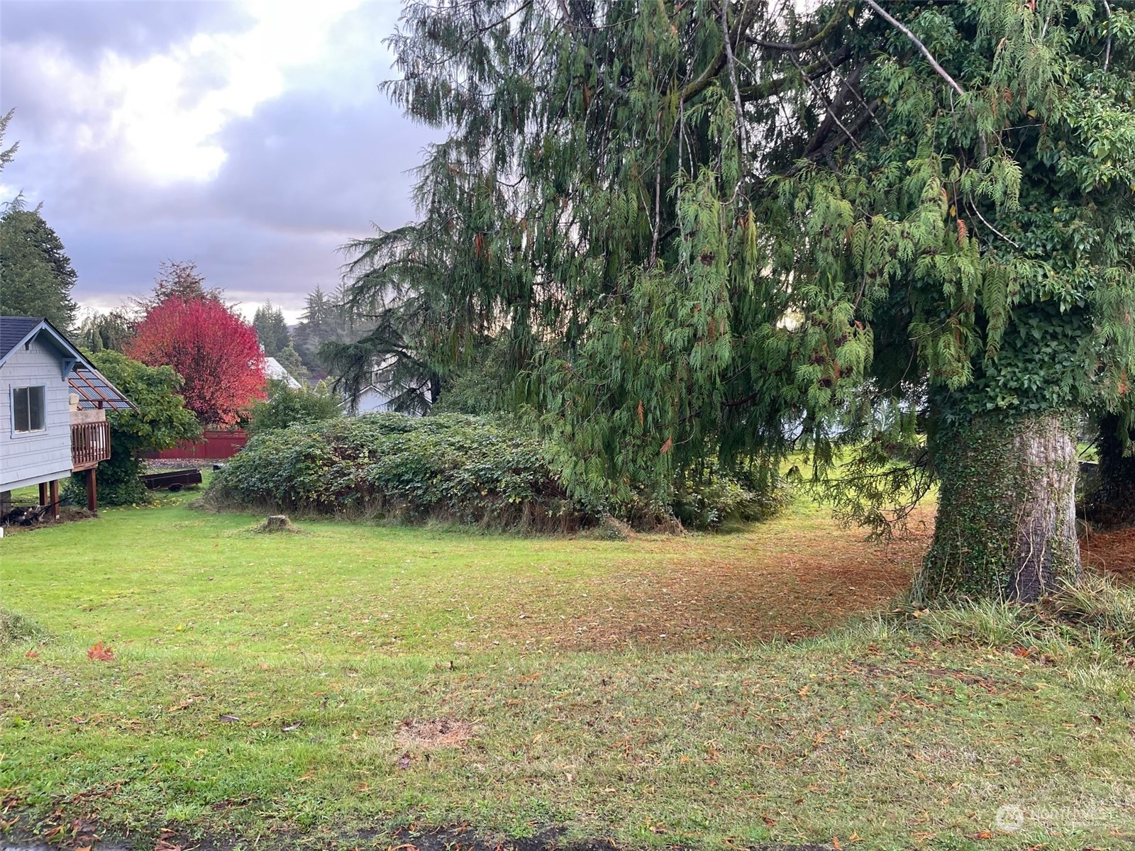 a view of a yard with a tree