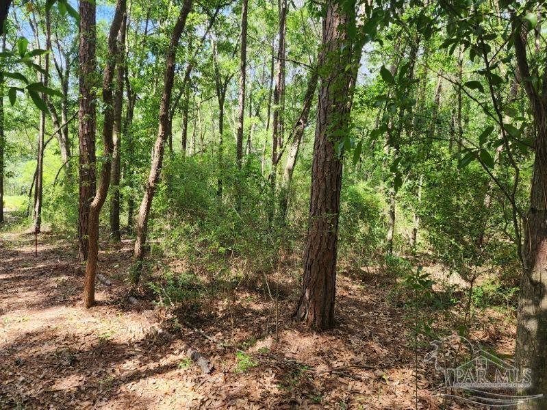 a view of a forest with trees in the background