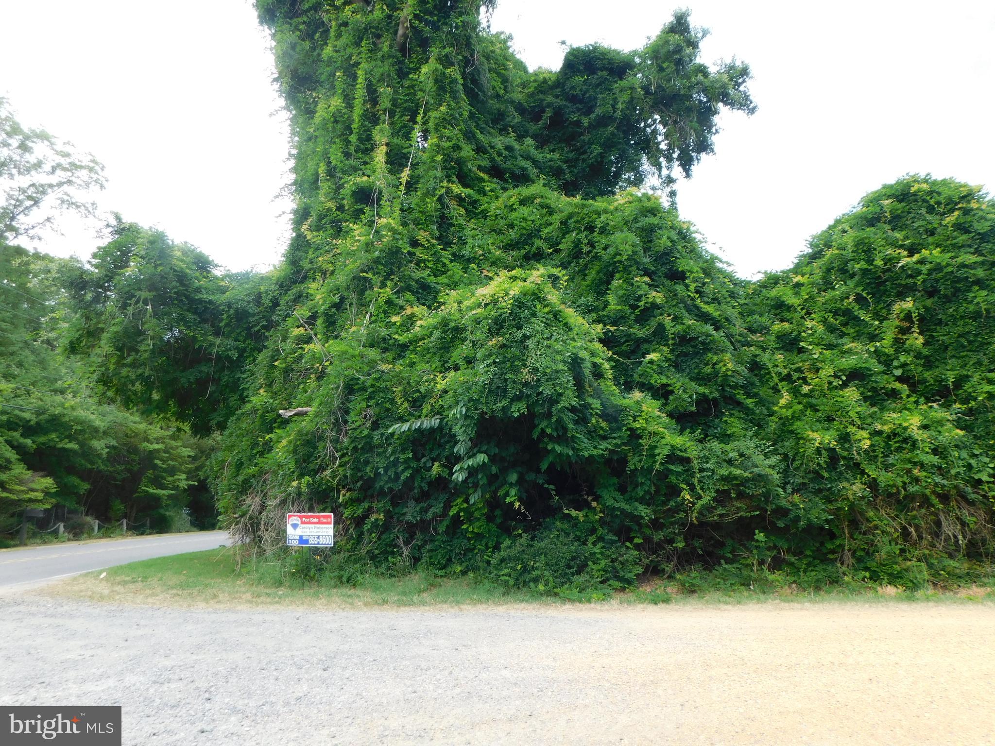 a view of a yard with plants