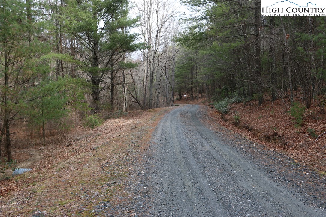 a view of a dry yard with trees