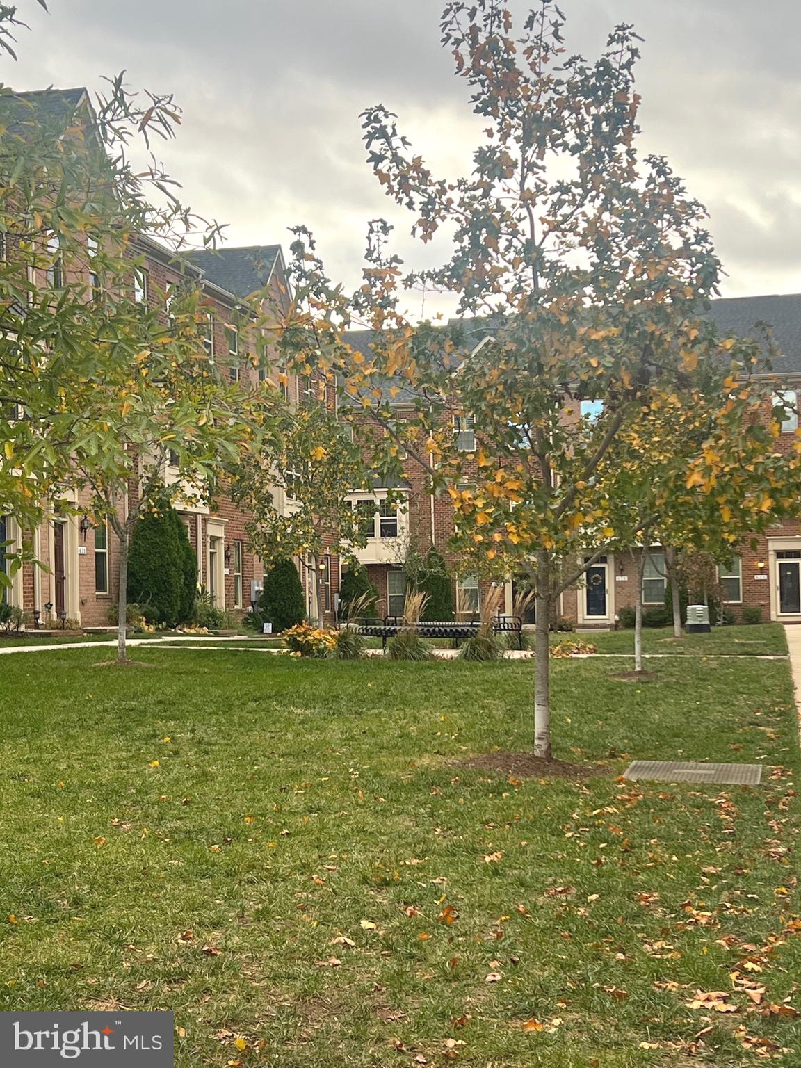 a view of a large trees with a big yard